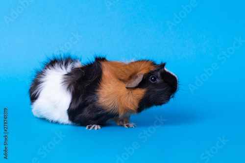 female guinea pig, sitting, view in profile, on blue background