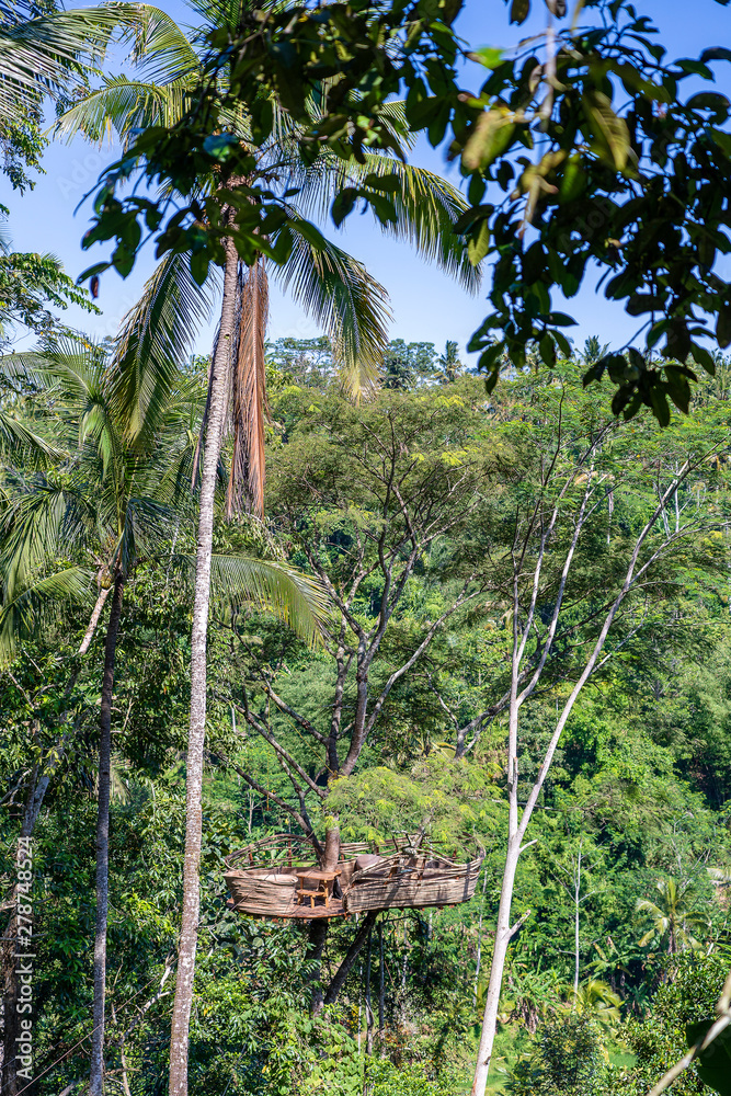 Fototapeta premium Extreme recreation area on a high tropical tree in the jungle near the rice terraces in island Bali, Indonesia