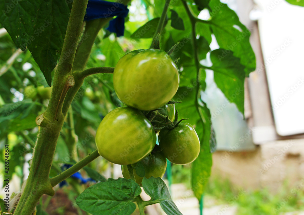 Green tomato grows on the garden close-up.