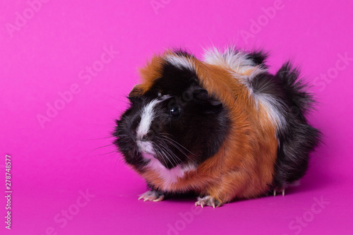 female guinea pig, sitting, profile view, on pink background, close up