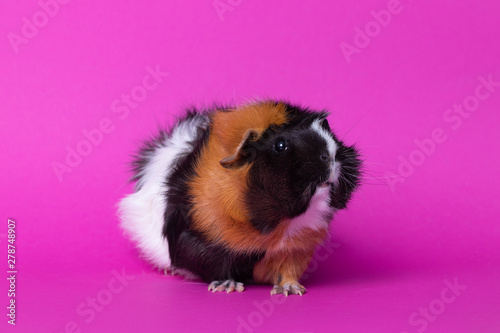 female guinea pig, sitting, profile view, on pink background.