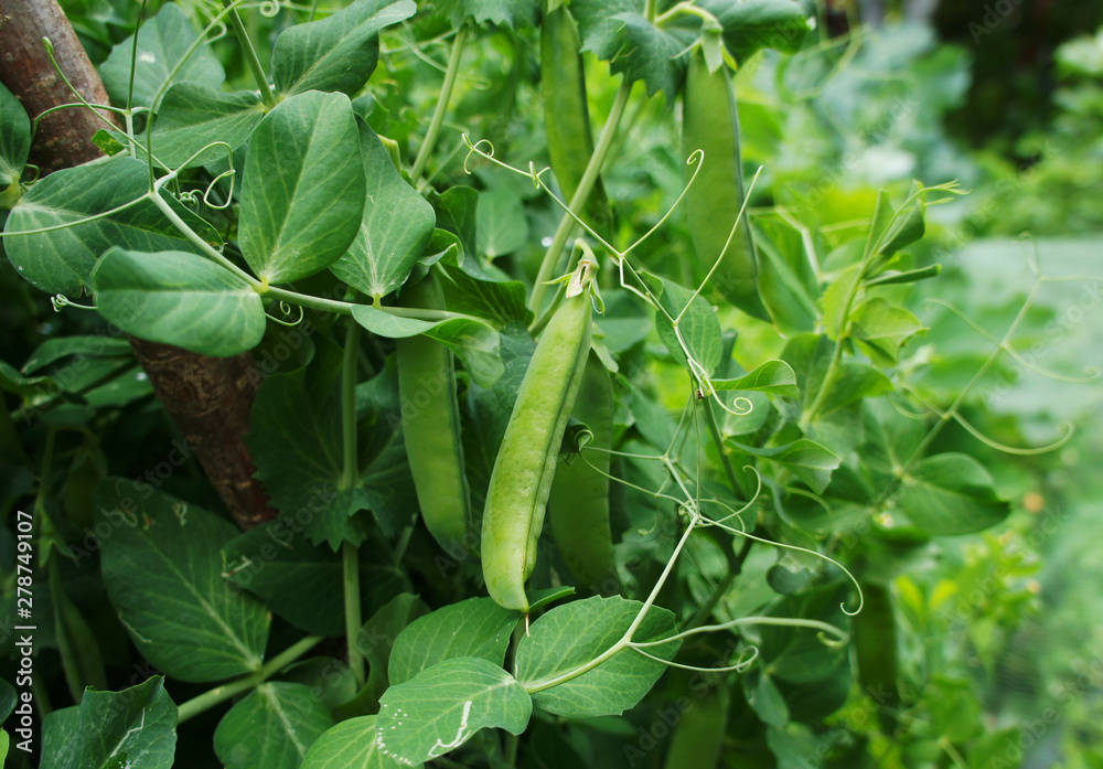 Green pea pod growing on the bushes close-up. Green pea pod growing on the bushes close-up.
