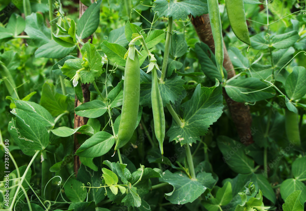 Green pea pod growing on the bushes close-up. Green pea pod growing on the bushes close-up.