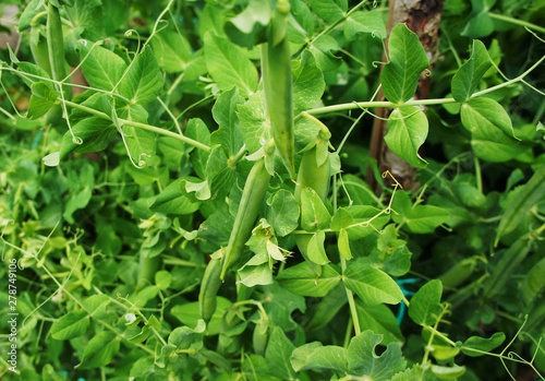 Green pea pod growing on the bushes close-up.