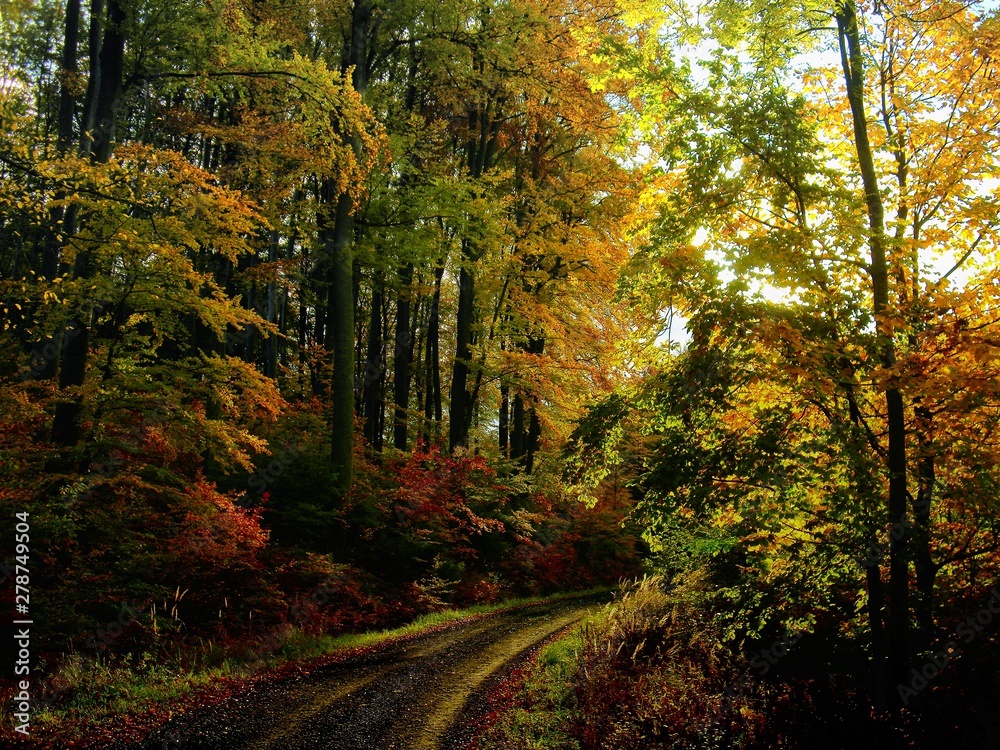 Obraz premium Beech trees forest at autumn / fall daylight