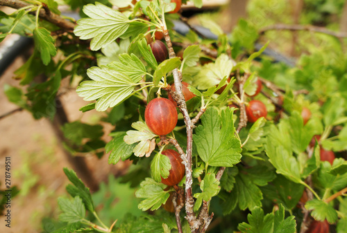 Gooseberry berries grows on the bushes close-up.
