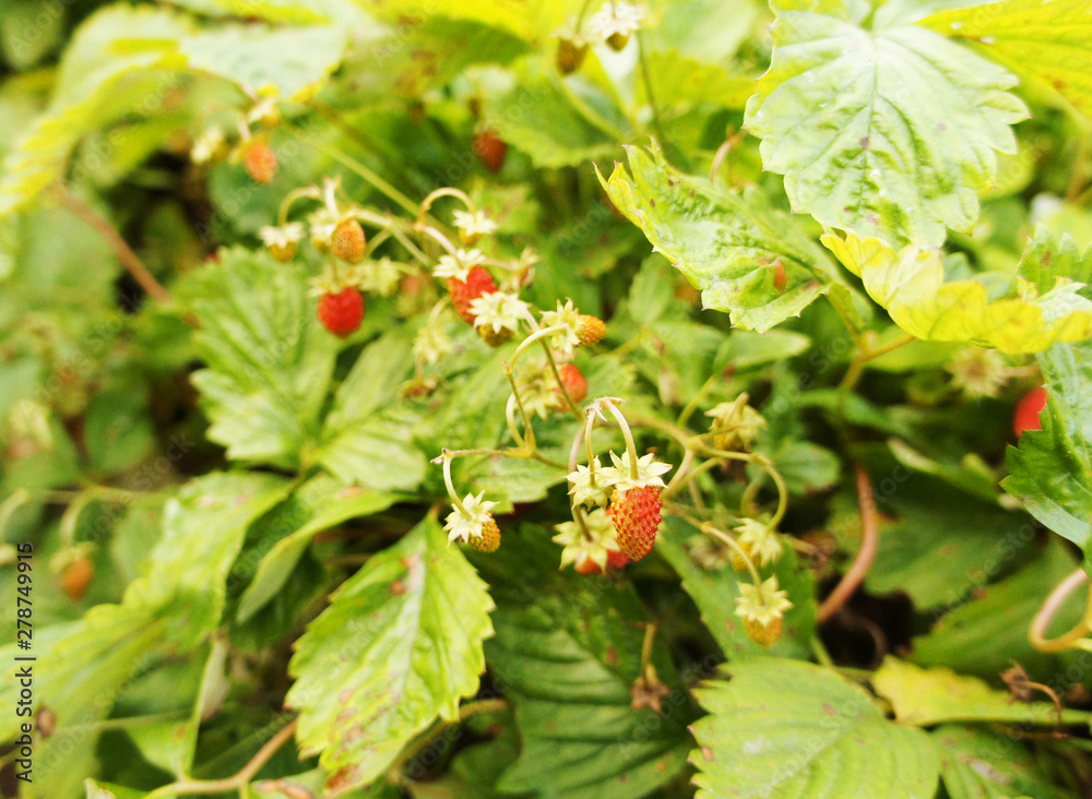 Obraz premium Strawberry berries on the bushes close-up.