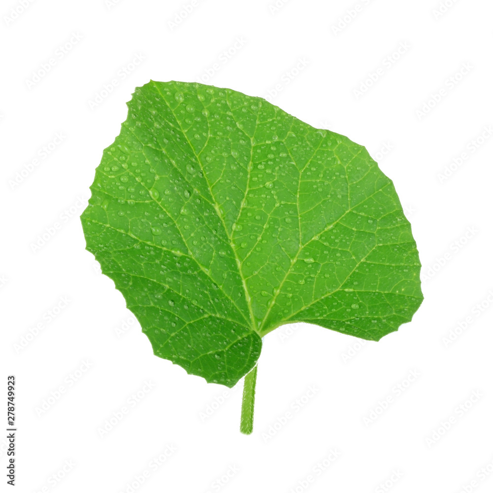 fresh green leaf of melon isolated on white background fresh green leaf of melon isolated on white background