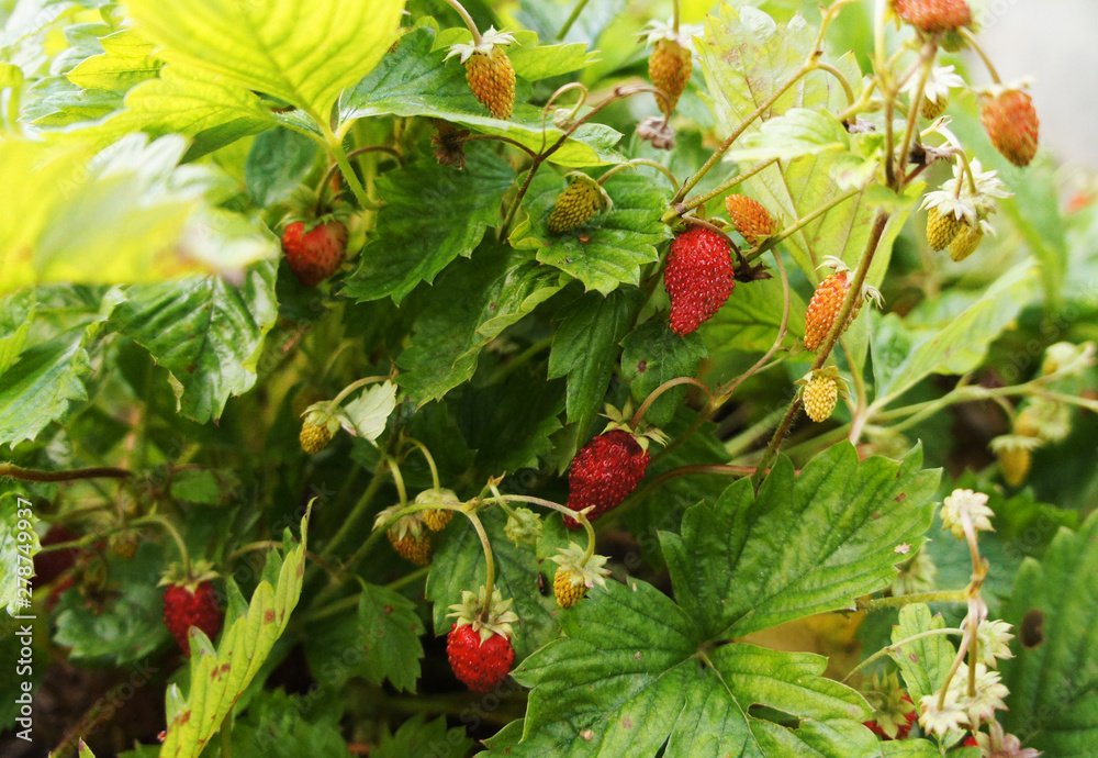 Obraz premium Strawberry berries on the bushes close-up.