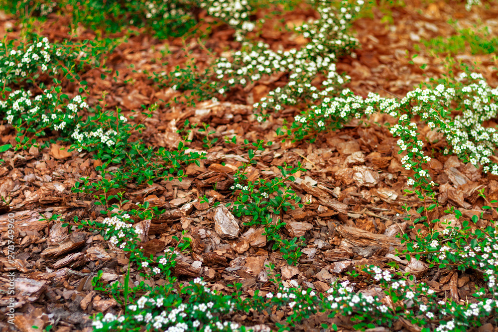 Mulching flowerbed in sunset rays with natural brown pine bark mulch. The use of natural materials in the design of land and landscapes. Mulching flowerbed in sunset rays with natural brown pine bark mulch. The use of natural materials in the design of land and landscapes.