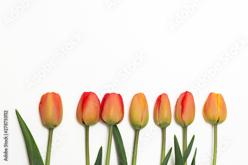 Red tulip border isolated on white background. Top view. Close-up.