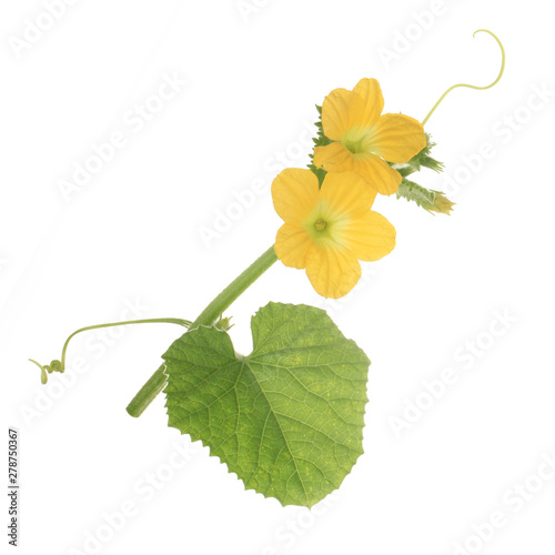 Wallpaper Mural green leaves with flowers and tendrils of muskmelon  isolated on white background Torontodigital.ca