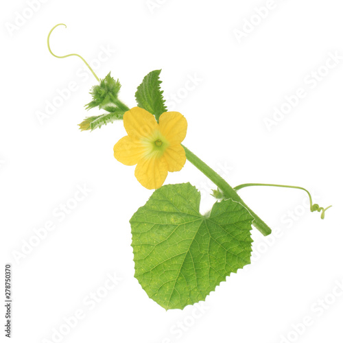 green leaves with flowers and tendrils of melon  isolated on white background