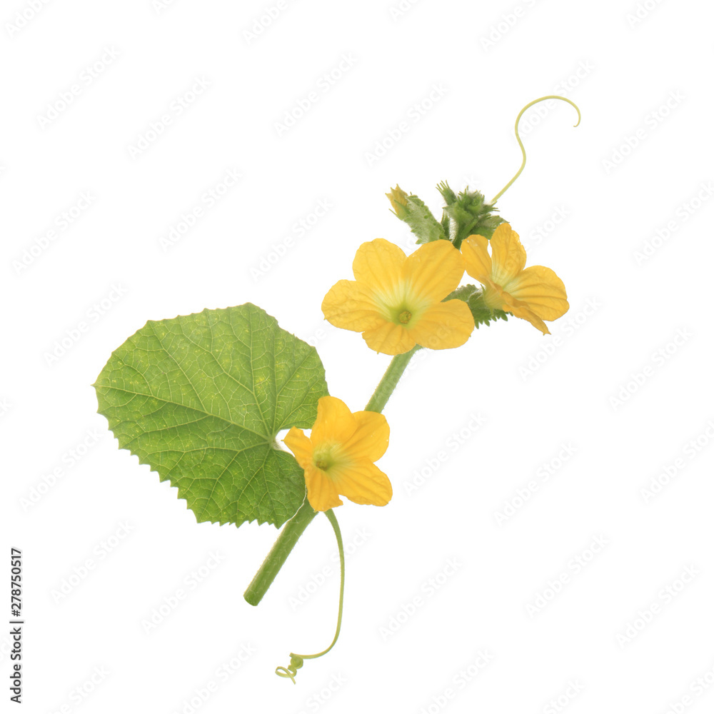 green leaves with flowers and tendrils of muskmelon isolated on white background