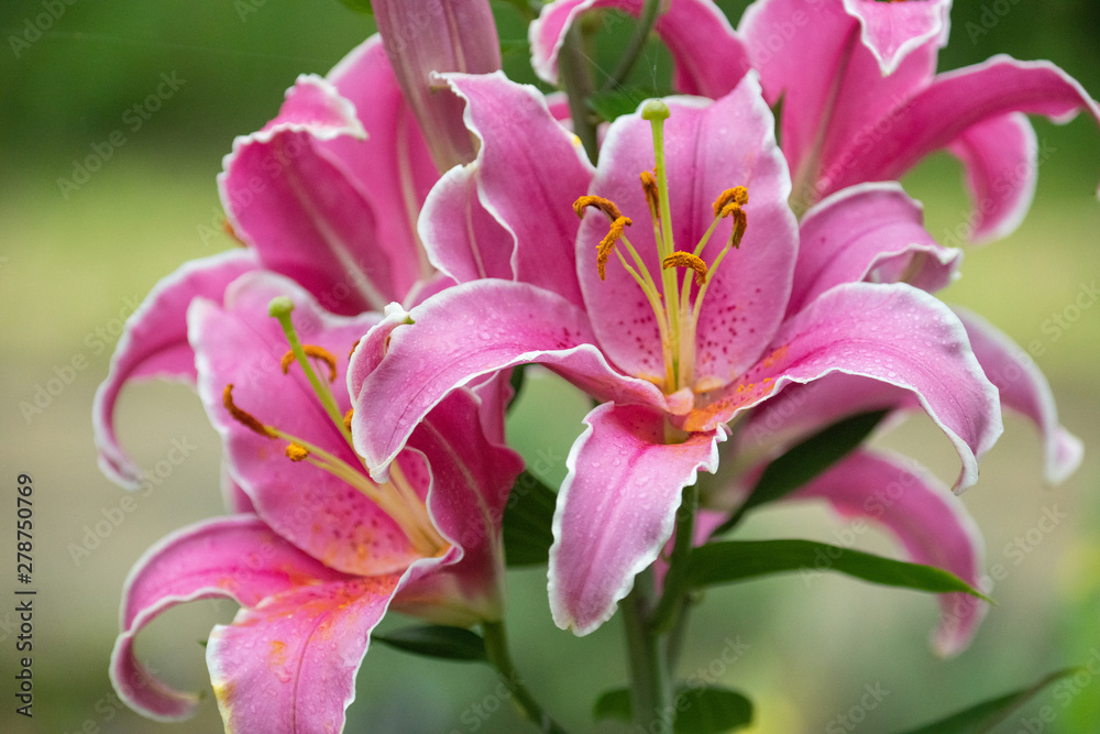 Fototapeta premium ゆり