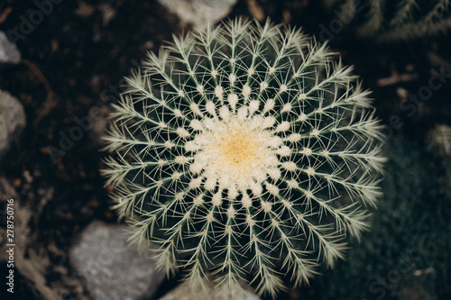 round hedgehog cactus  Echinocactus  lives in the deserts of Mexico and the southwestern United States. selective focus  film and grain