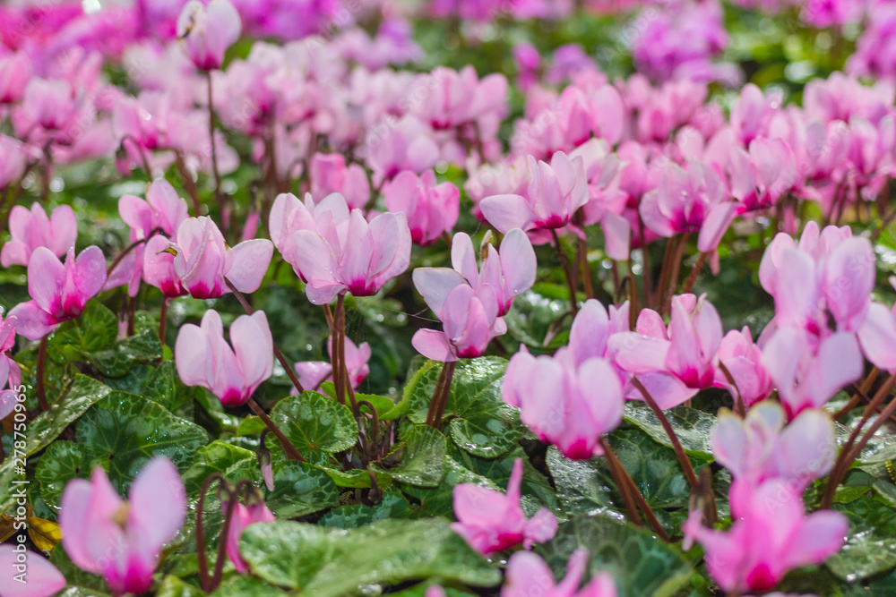 Pink flower