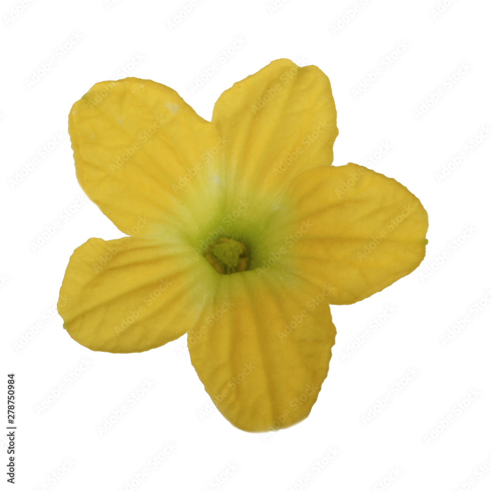bloom of honeydew isolated on white background bloom of honeydew isolated on white background