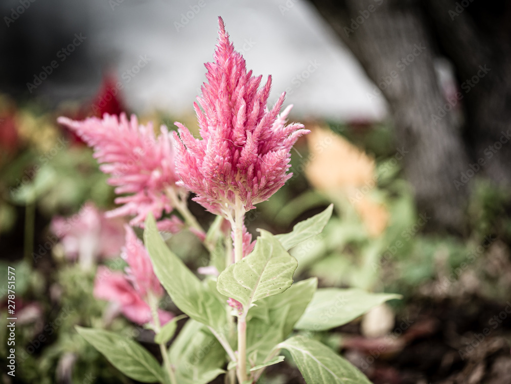 small rare but beautiful flower in pink small rare but beautiful flower in pink