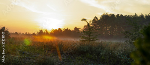 Beautiful sunrise in the forest. nature background