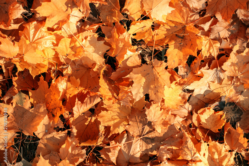 Obraz premium many orange autumn leaves on the ground.