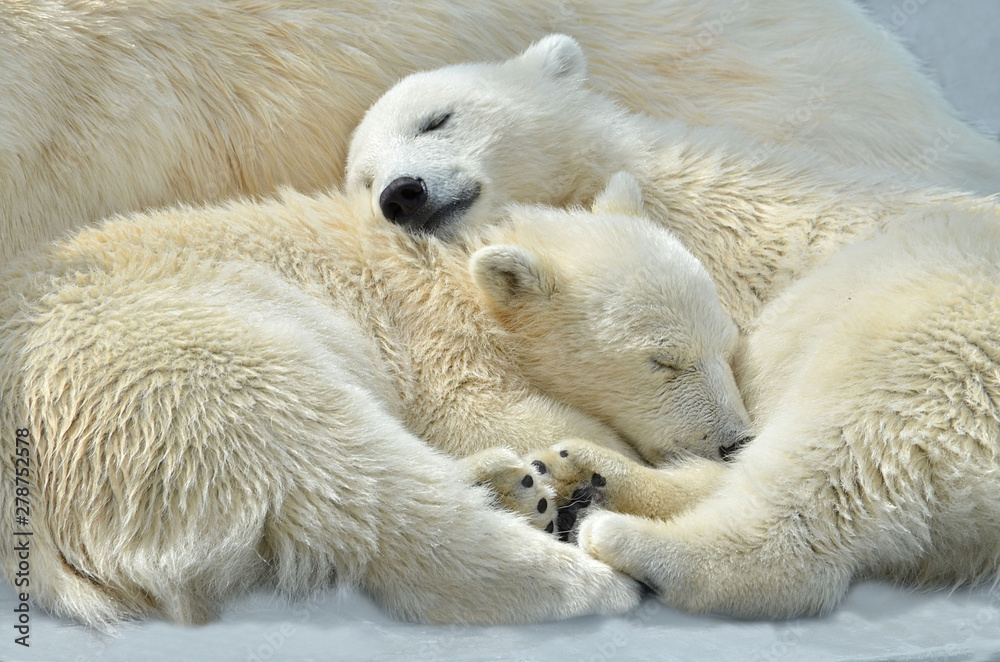 Obraz premium polar bear