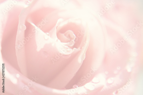 Blurred abstract pink roses macro floral soft backgraund.