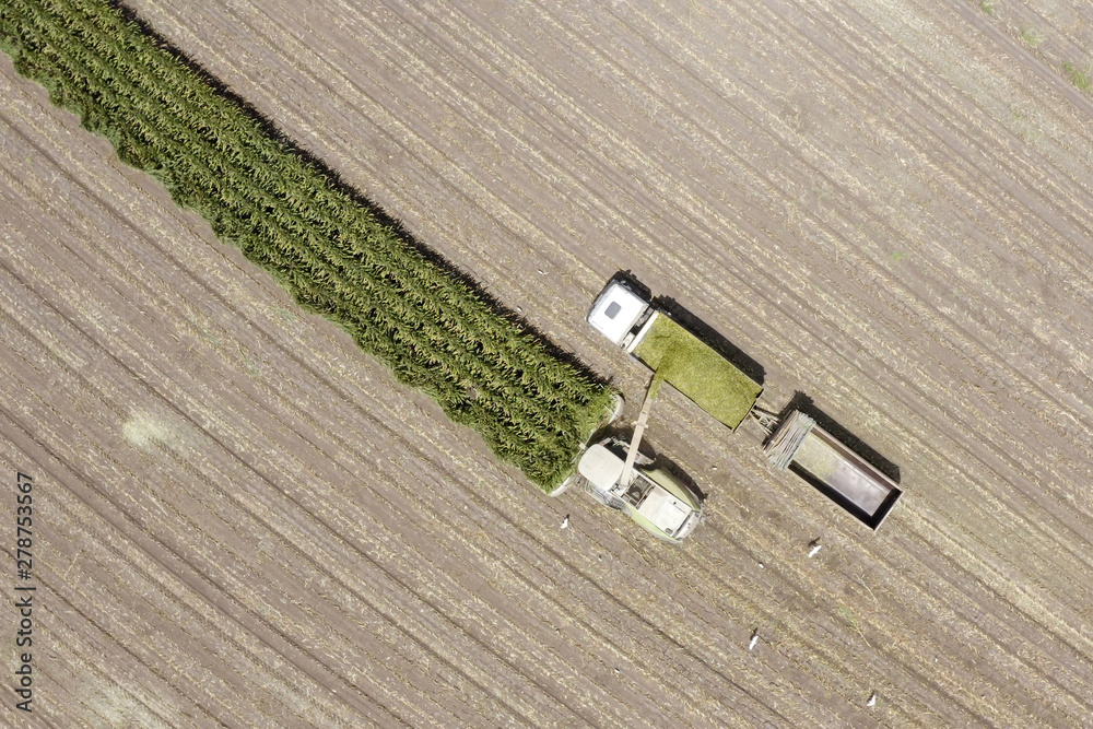 Obraz premium Corn for Silage - Combine harvesting and loading silage onto a double trailer truck