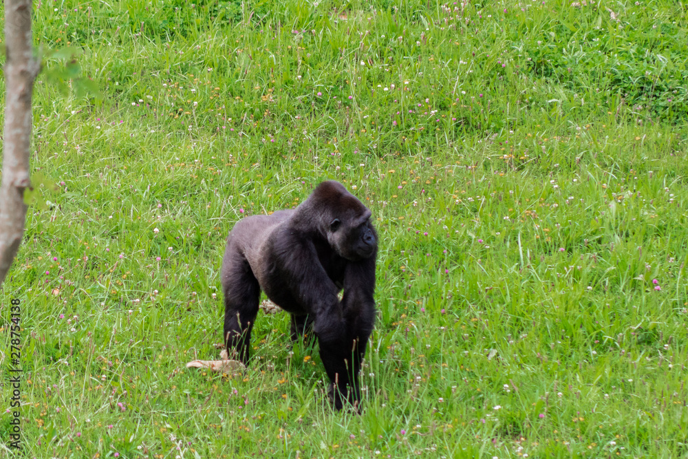 a family of gorillas enjoying their enclosure and playing and interacting with each other