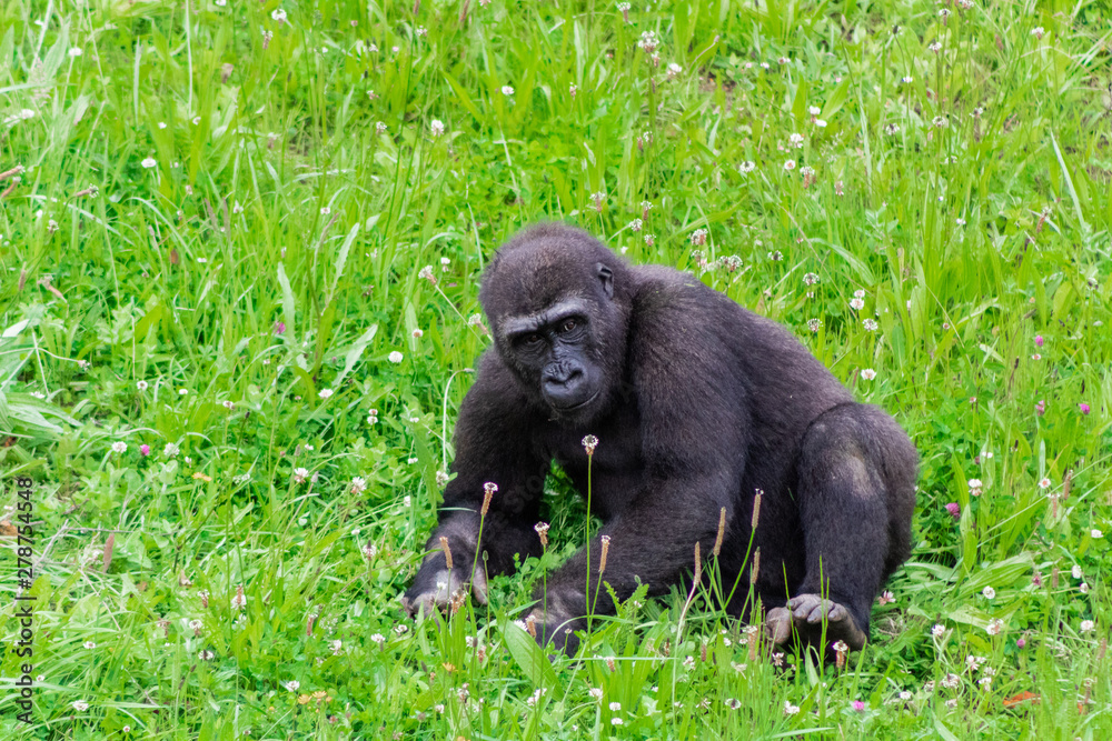 a family of gorillas enjoying their enclosure and playing and interacting with each other a family of gorillas enjoying their enclosure and playing and interacting with each other