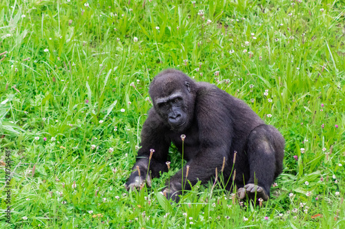 a family of gorillas enjoying their enclosure and playing and interacting with each other