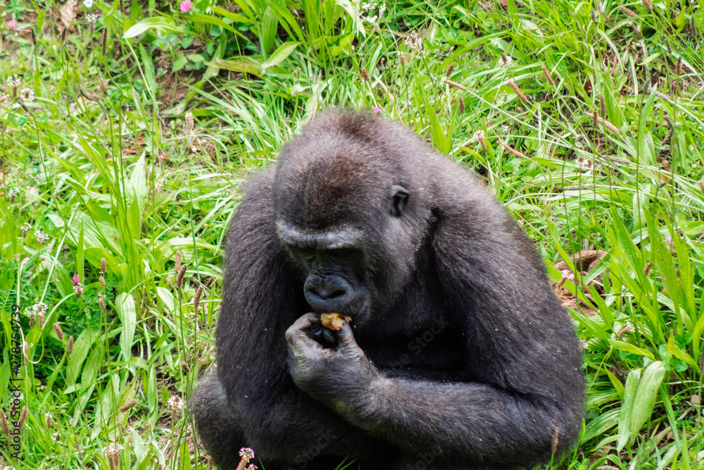 a family of gorillas enjoying their enclosure and playing and interacting with each other