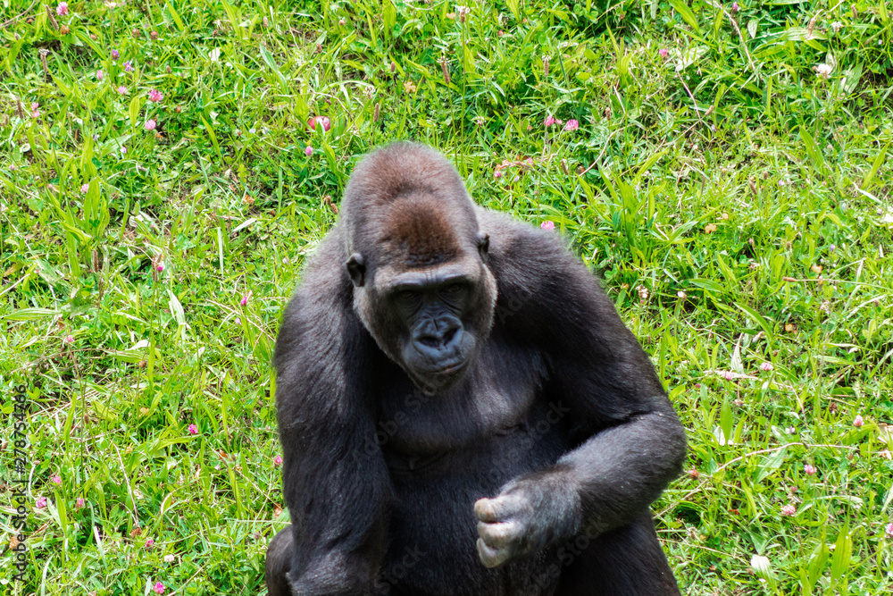 a family of gorillas enjoying their enclosure and playing and interacting with each other
