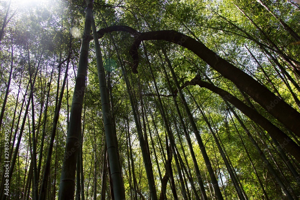 Obraz premium Forest