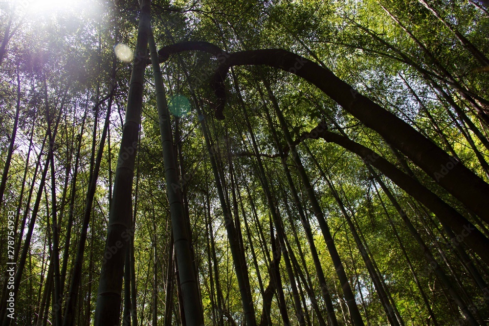 Obraz premium Forest