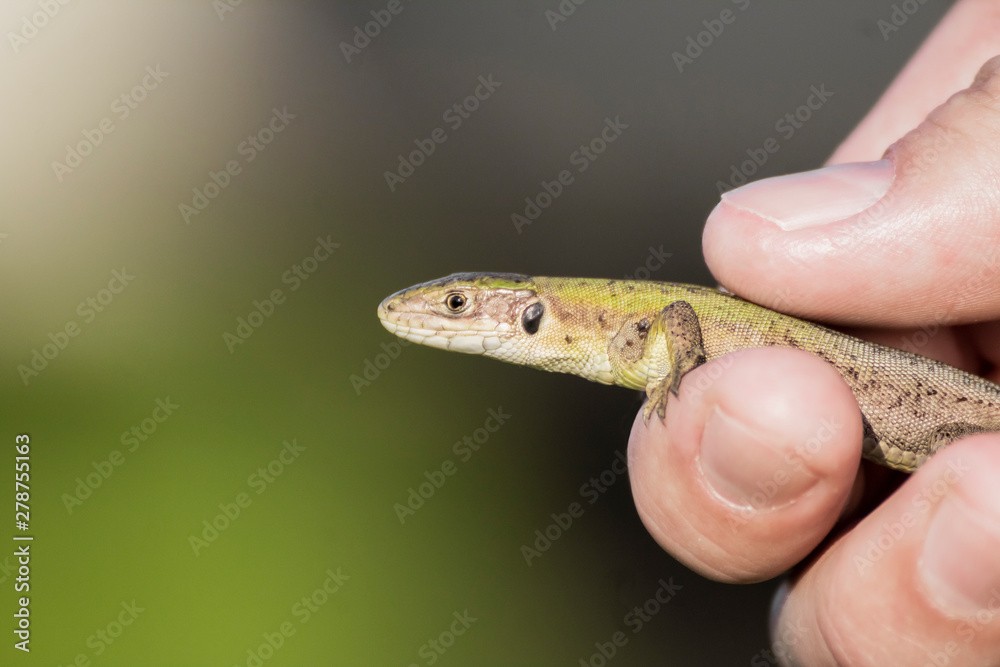 Lizard in the wild Lizard in the wild