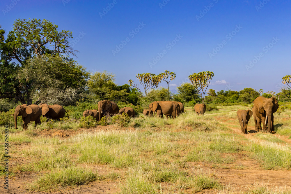 Obraz premium Herd elephants in the savannah