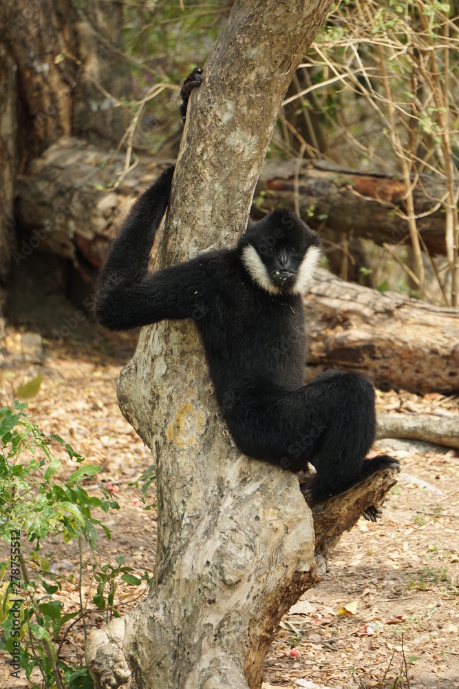 Obraz premium White cheek gibbon