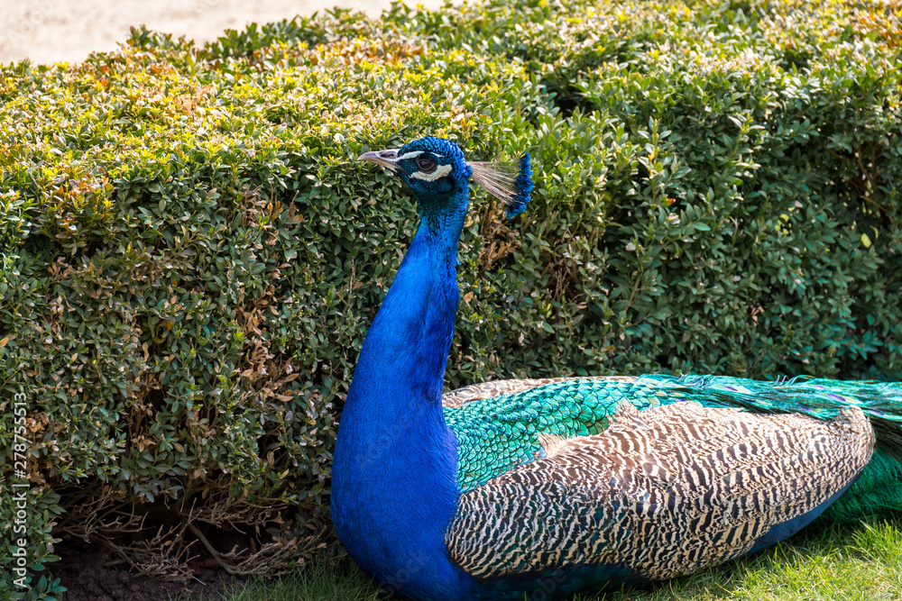 Obraz premium Peacock on the fence on a bright sunny day