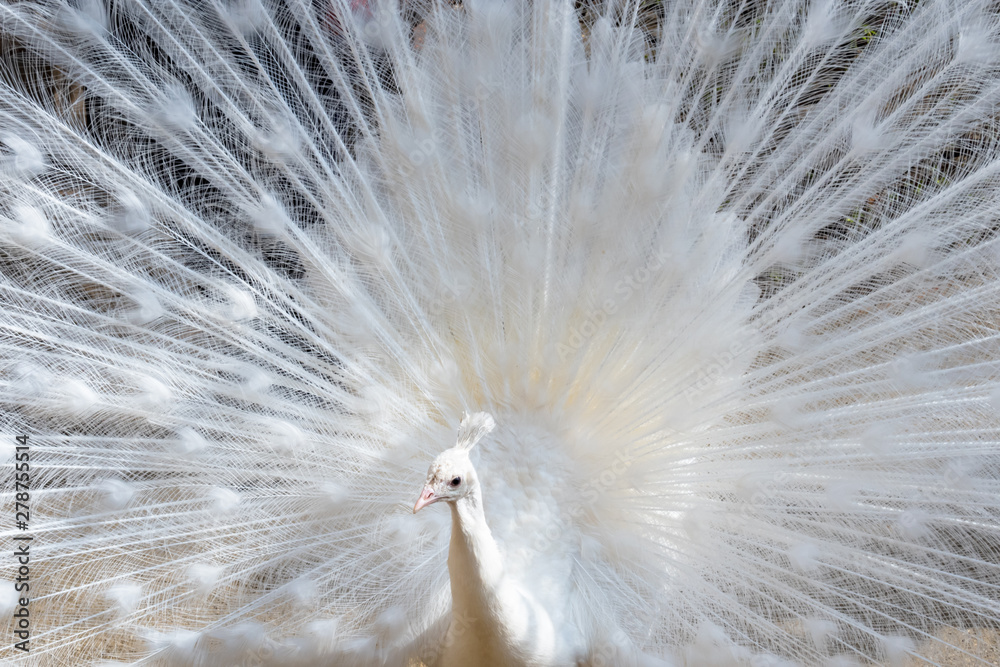 Obraz premium white Peacock on the fence on a bright sunny day