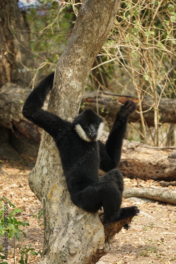 Obraz premium White cheek gibbon