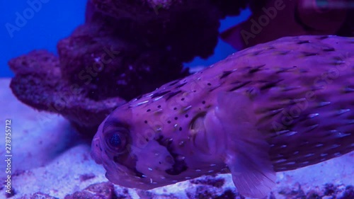 The big porcupine fish diodon liturosus 4K photo