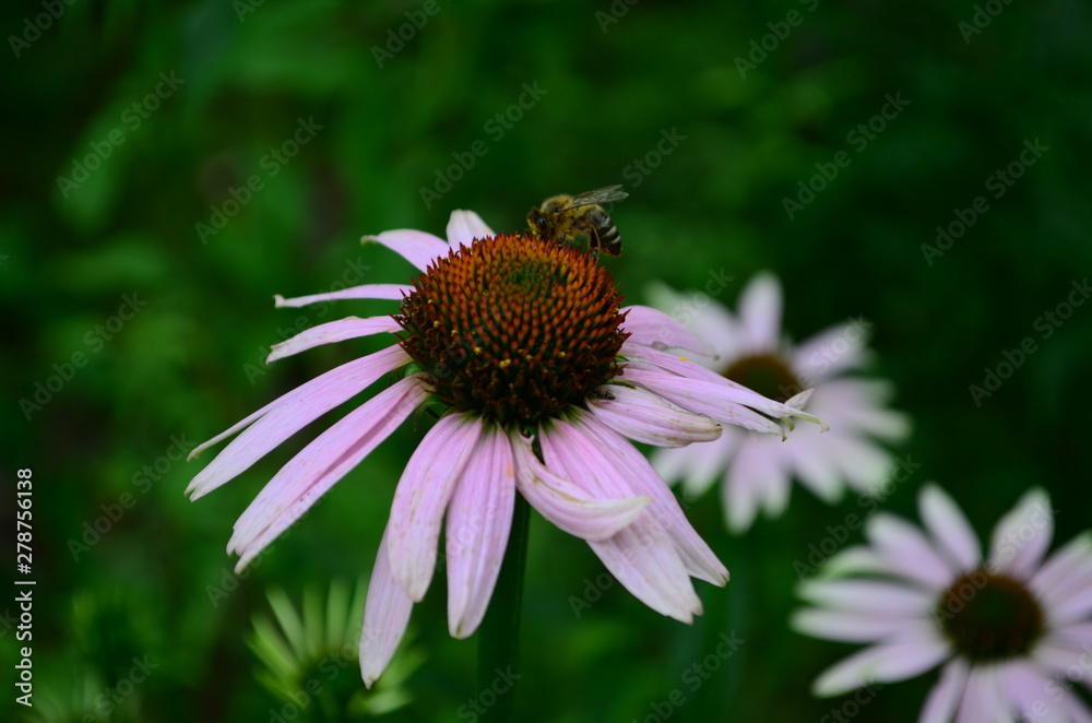 Echinacea flower against soft colorful bokeh background Echinacea flower against soft colorful bokeh background