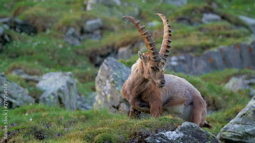 Alpine ibex (Capra ibex) genitalia hygiene Alpine ibex (Capra ibex) genitalia hygiene