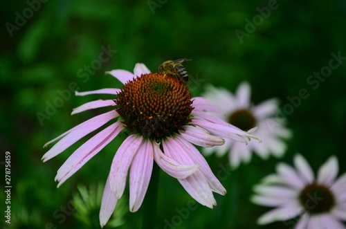 Echinacea flower against soft colorful bokeh background © maria