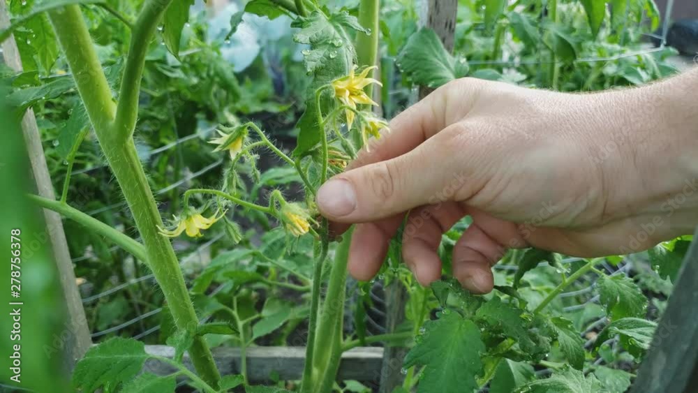 Home gardening - Close up view of blooming flowers of tomato plant being check or inspected while growing in metal round cage in backyard garden. Home gardening - Close up view of blooming flowers of tomato plant being check or inspected while growing in metal round cage in backyard garden.