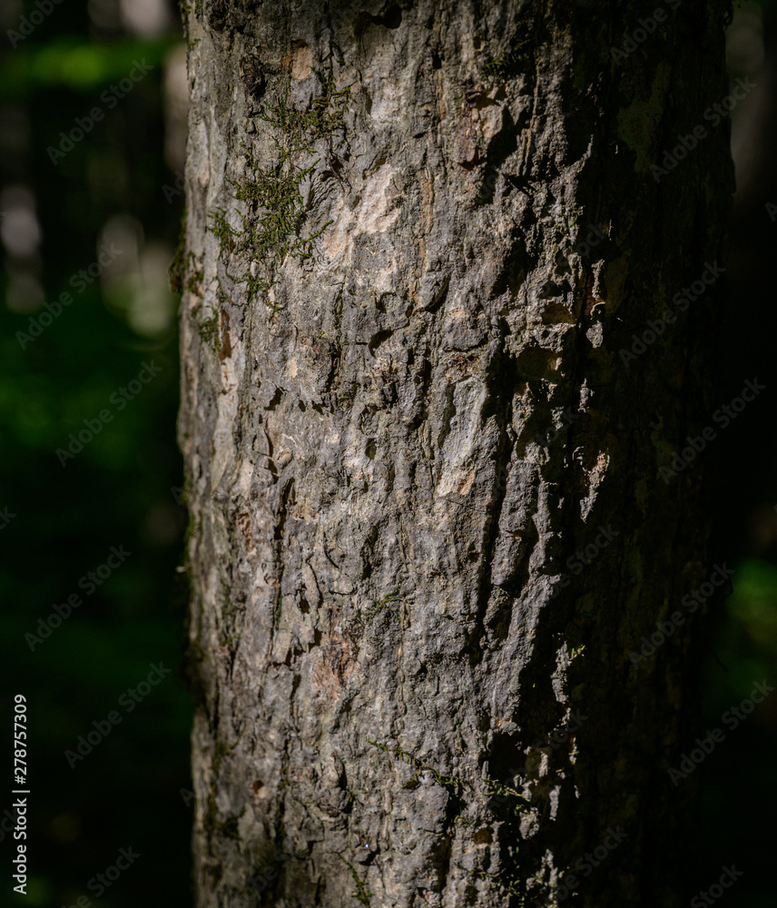 Tree bark texture closeup. Selective focus. Tree bark texture closeup. Selective focus.