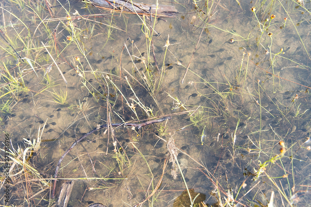 Tadpoles migrating through muddy water Tadpoles migrating through muddy water
