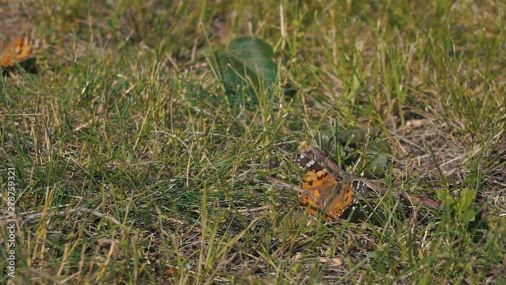 Butterfly flying slow motion on sunlight on ground grass Butterfly flying slow motion on sunlight on ground grass