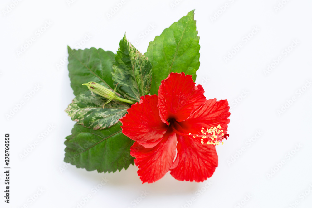 Red hibiscus flower in full bloom. Red hibiscus flower in full bloom.